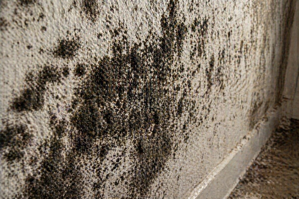 Black mold removal West Palm Beach FL